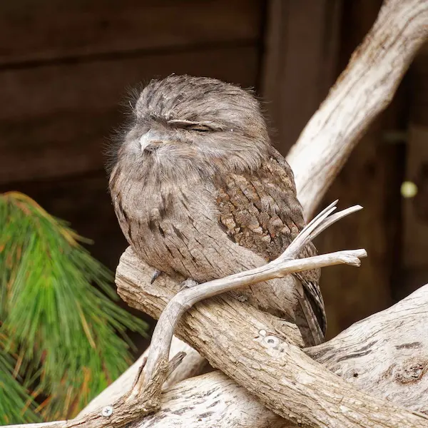 Tawny frogmouths (2)